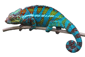 Market Chameleon