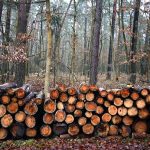 What trees should not be used for firewood?