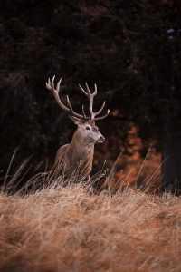 hunting profile